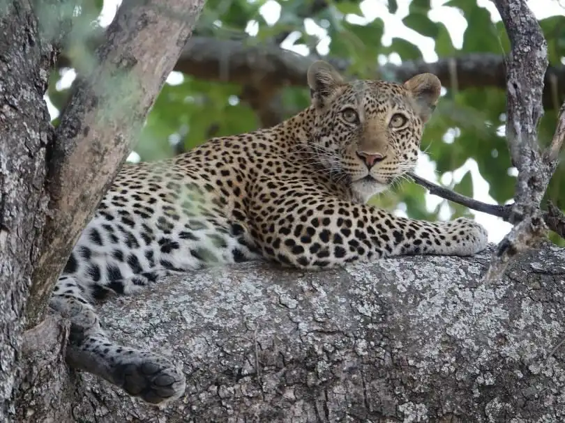 What's the best time to visit Serengeti National Park